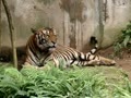 テスト
